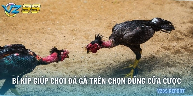 Bí kíp giúp chơi đá gà trên chọn đúng cửa cược