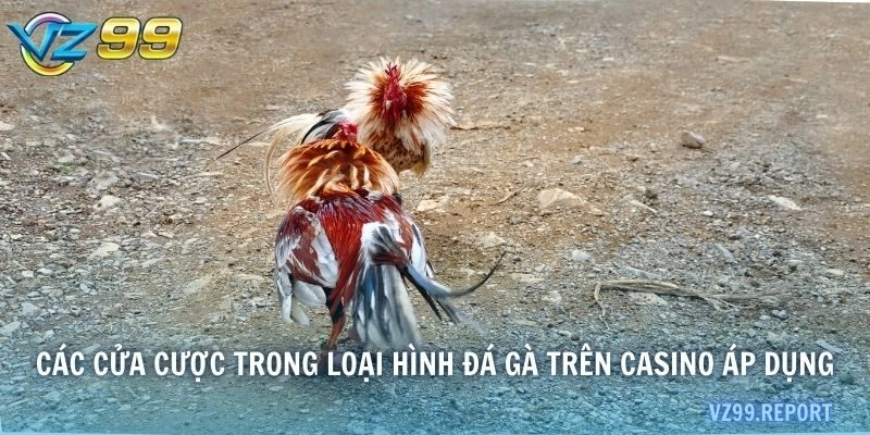 Các cửa cược trong loại hình đá gà trên casino áp dụng