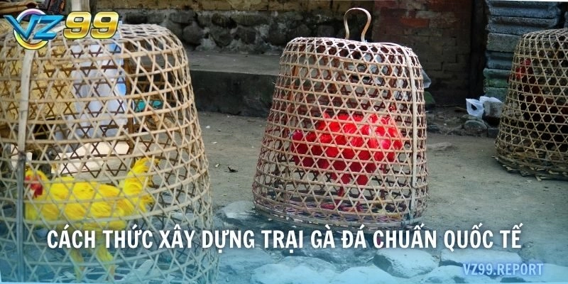 Cách thức xây dựng trại gà đá chuẩn quốc tế
