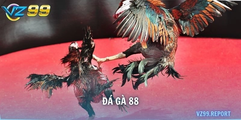 Đá gà 88