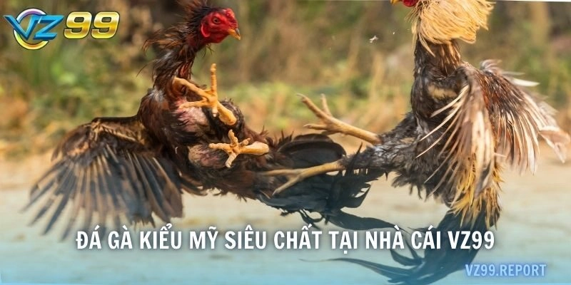 Đá gà kiểu Mỹ siêu chất tại nhà cái VZ99
