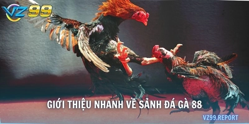 Giới thiệu nhanh về sảnh Đá gà 88