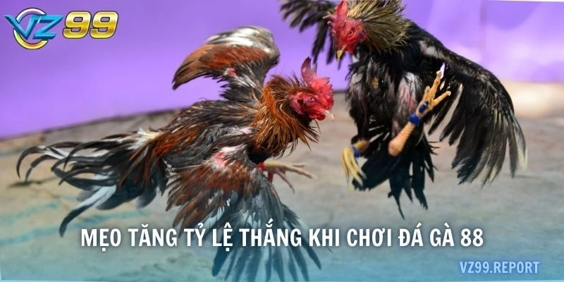 Mẹo tăng tỷ lệ thắng khi chơi Đá gà 88