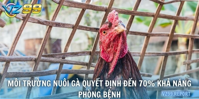 Môi trường nuôi gà quyết định đến 70% khả năng phòng bệnh
