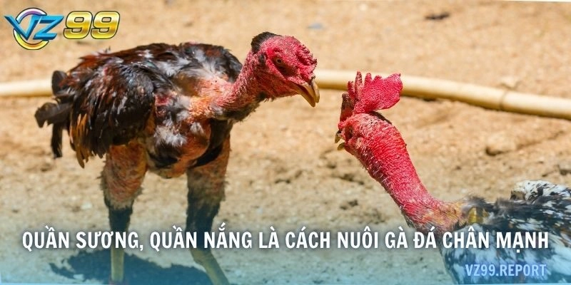 Quần sương, quần nắng là cách nuôi gà đá chân mạnh